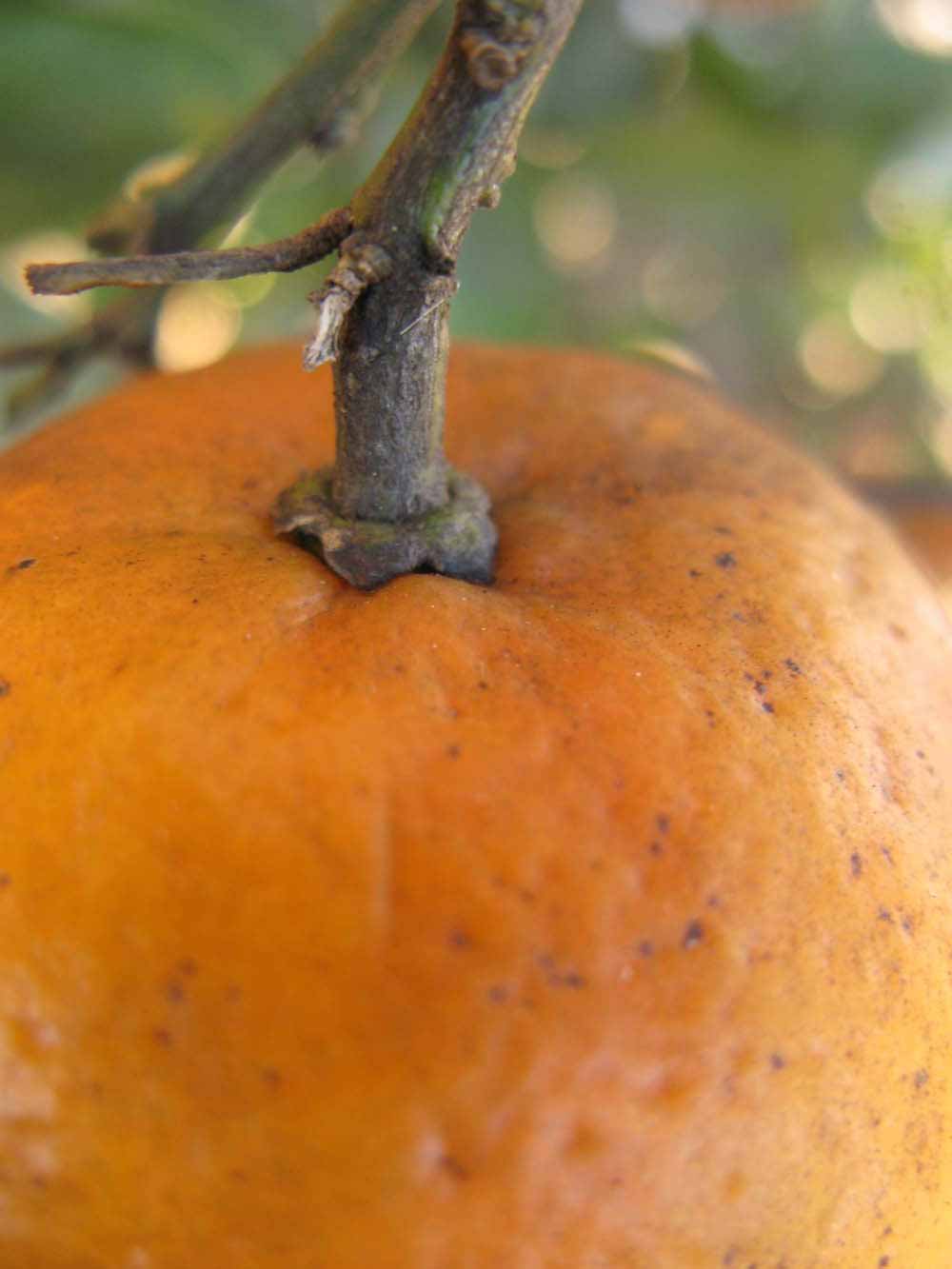              Fruit (Winter Haven, FL)       